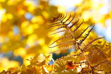 Dropped leaves and a withered fern leaf  with bright autumnal background