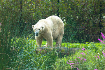 Polar bear in the grass in the zoo, Leeuwarden, The Netherlands