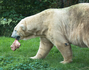 Naklejka na ściany i meble Polar bear in the grass in the zoo, Leeuwarden, The Netherlands