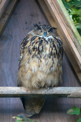 Long-eared Owl with one eye closed. Wildlife scene from nature. Netherlands