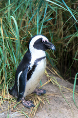 Fototapeta premium Portrait of Humboldt penguin in latin called Spheniscus humboldti, living in captivity.