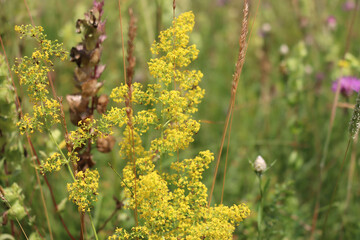 Galium verum yellow flowers in the meadow on summer. Close-up of yellow bedstraw