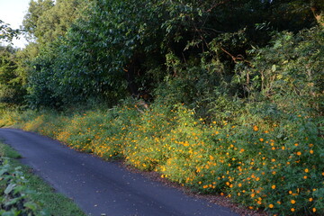 道端に咲いていた黄色い花々