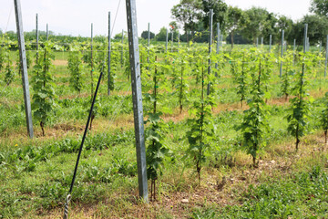 Young vine plants growing in the vineyard in northern Italy. Vineyard on summer on a sunny day