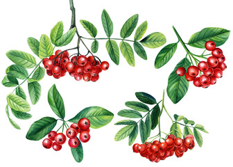Set Red rowan berries bunch with green leaves Watercolor painting illustration isolated on white background. - obrazy, fototapety, plakaty