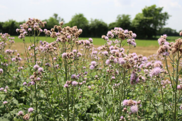 Flowering creeping thistle pink flowers. Cirsium arvense also called Canada thistle or field thistle 