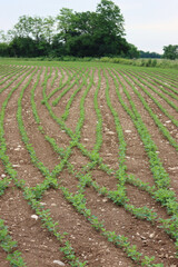 Green Soybean plants growing in rows in the field.. Cultivated Glycine max field on springtime