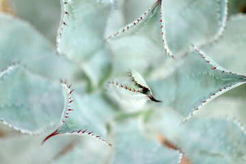 Close up summer desert succulent cactus