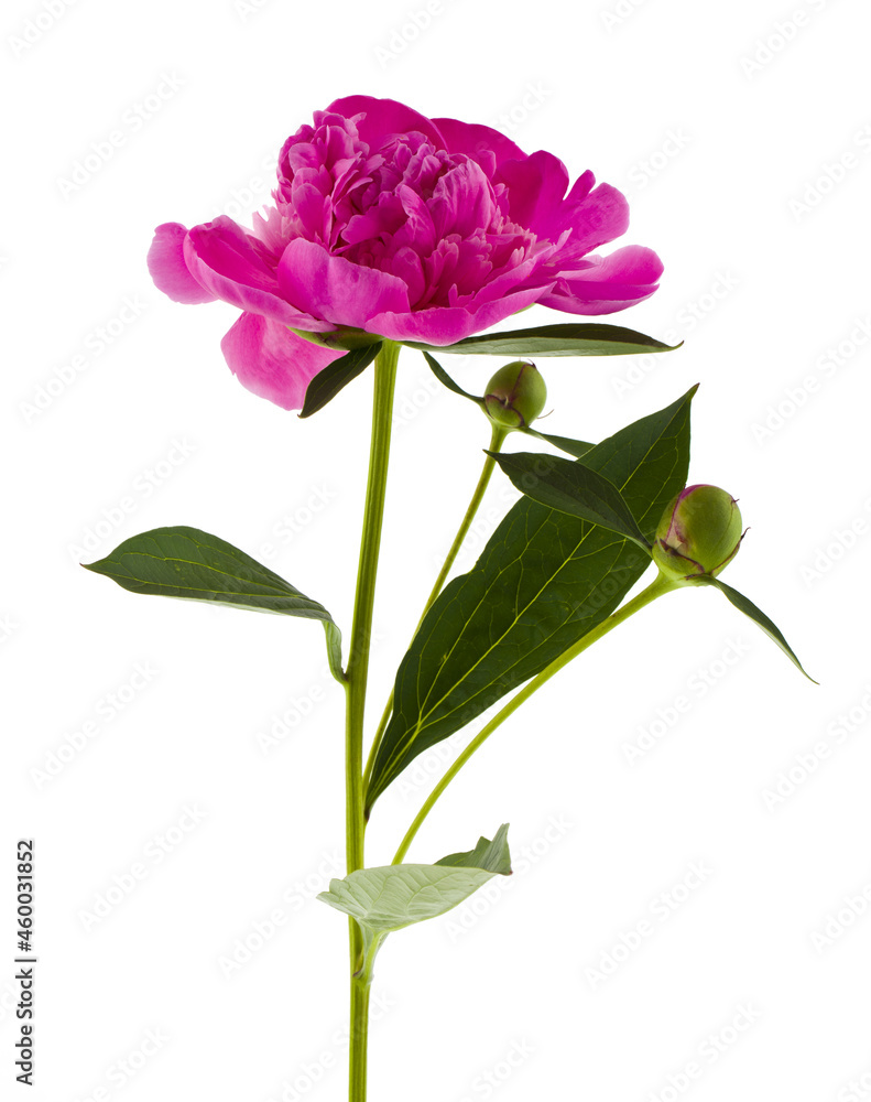 Sticker bouquet of pink peony flowers isolated on a white background close-up.