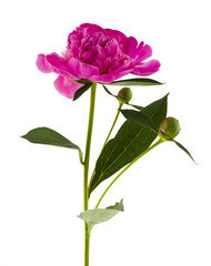 Bouquet of pink peony flowers isolated on a white background close-up.
