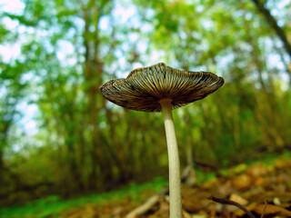Mushroom in the forest close-up