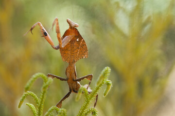 The Other Spesies of Mantis