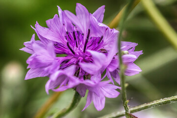 Fototapeta premium close up of flower