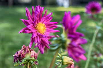 flowers in the garden