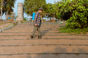 Fototapeta premium Gardening concept a young male farmer spraying a chemical pesticide for preventing the crops from the pests