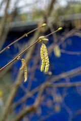 Detail from branch of plant