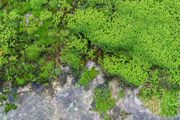 Green plant on the path in park