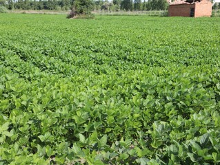 crop with green leaves and a ruin of an old farm