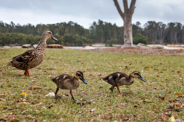 Duck and ducklings walking on grass near a tree