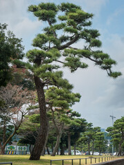 Spectacular Japanese trees manicured trimmed to look similar to bonsai on a leafy street in autumn, in Chiyoda City business district near Tokyo Imperial Palace in Tokyo, Japan.