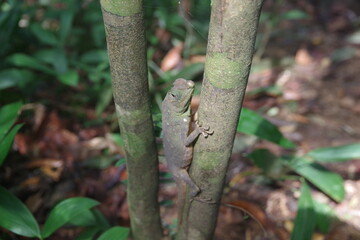 スリランカ　世界遺産シンハラジャ森林保護区のカメレオン