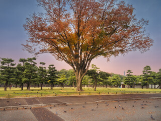 Birds and autumn colors at Kokyo Gaien National Garden in front of Tokyo Imperial Palace in Chiyoda City, Tokyo, Japan.