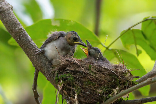 Black-naped monarch chicks photographed at Karnala, Maharashtra, India