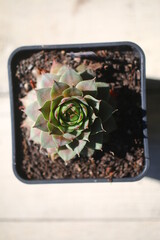 Sempervivum hybridum Bedivere