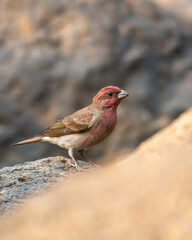 A male Common Rosefinch photographed in Maharashtra, India