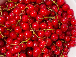 Red currant berry in a white bowl. Close-up. Studio photography