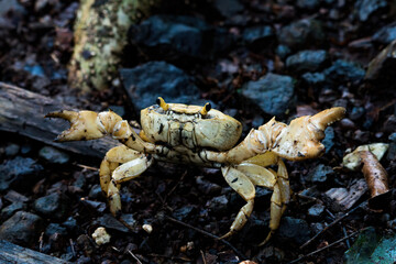 A land crab spotted in the forest at Karnala, Maharashtra, India