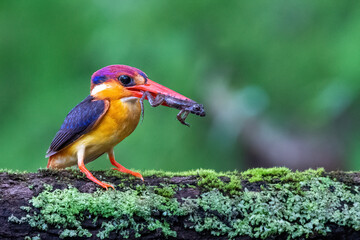 Oriental Dwarf Kingfisher with Frog kill for its chicks