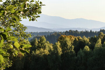 Blurry view of the mountain range and tree branches.