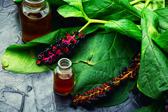 Inflorescence phytolacca in herbal medicine