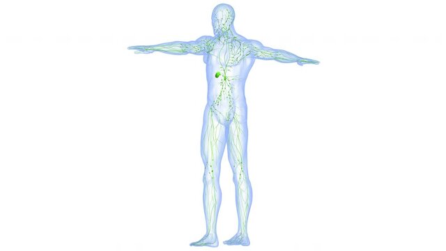 Human Internal system Lymph Nodes Anatomy Animation Concept