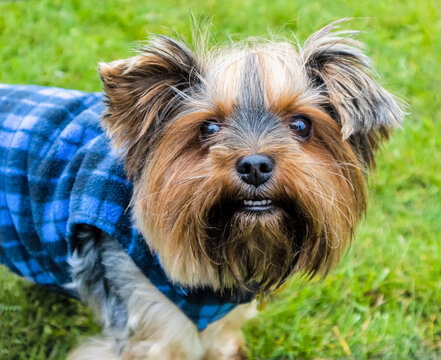 A Yorkshire Terrier dog on green grass in the fall up close