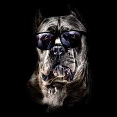 dog with glasses color art