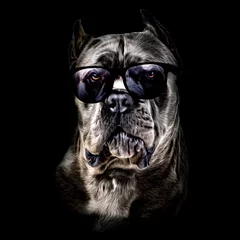 Poster dog with glasses color art © reznik_val