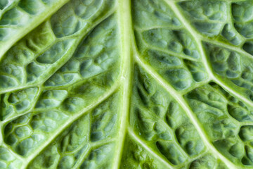 Fototapeta premium Macrophotography of savoy cabbage leaf texture. Savoy cabbage leaf background closeup. Food background.