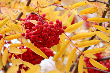 Rowan berries growing on a tree branches with yellow leaves. Autumn nature, medicinal berries of...