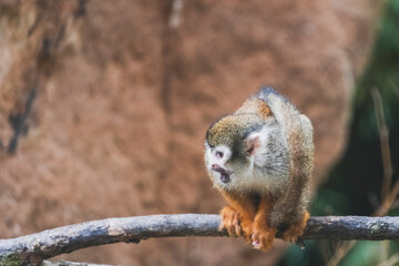 Naklejka premium Saimiri sciureus primate sitting on branch