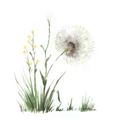 Wild flowers and grass. Small yellow rape, Huge dandelion. Hand-drawn watercolor illustration on textured paper. Isolated on white background.