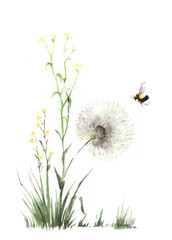 Wild flowers of the field. Small yellow rape, Huge dandelion. The bee collects nectar, flies around the flowers. Hand-drawn watercolor illustration on textured paper. Isolated on white background