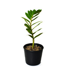 ZZ plant or Zamioculcas zamiifolia on white floor