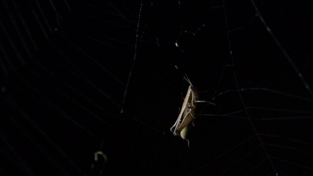 Grasshopper facing up, relaxing and moving a little not to invite the spider to come over and eat it; Abandoned-web Orb-Weaver, Parawixia dehaani, Kaeng Krachan National Park, Thailand.