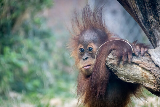 A Young Orangutan Hanging Onto A Branch