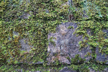 Close up Green moss plant covered on old stone wall