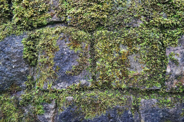 Close up Green moss plant covered on old stone wall