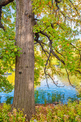 Obraz premium Trees and lake from Central Park in foliage season, New York City.