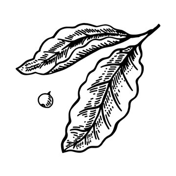 Ink yerba mate herbal illustration. Hand drawn botanical sketch style. Absolutely vector. Good for using in packaging - tea, condinent